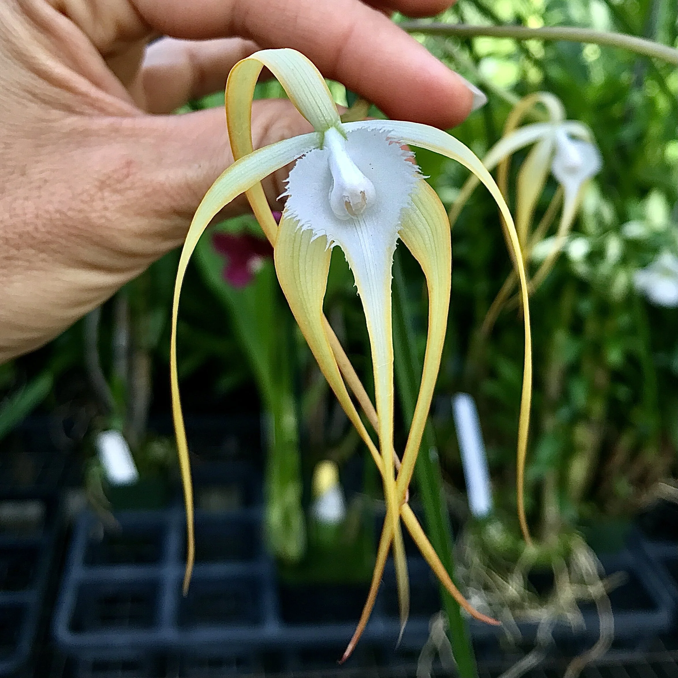 Brassavola cucullata — Palmer Orchids